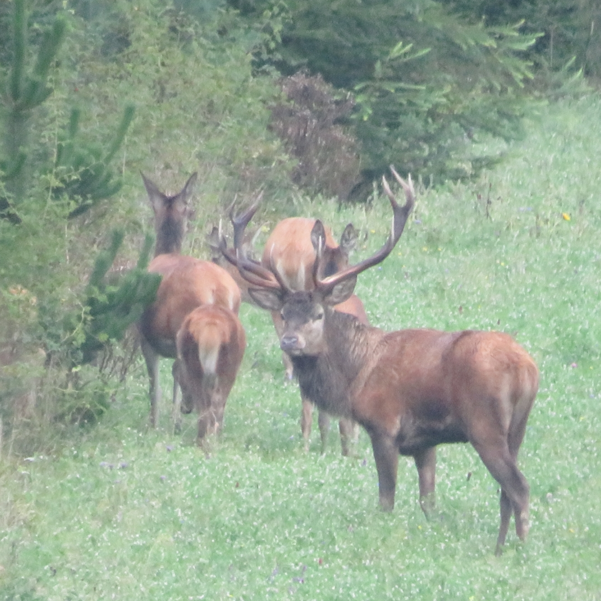 Flok krondyrbukke i vild naturmark &ndash; tiltr�kning og kondition via vildtagerblandinger