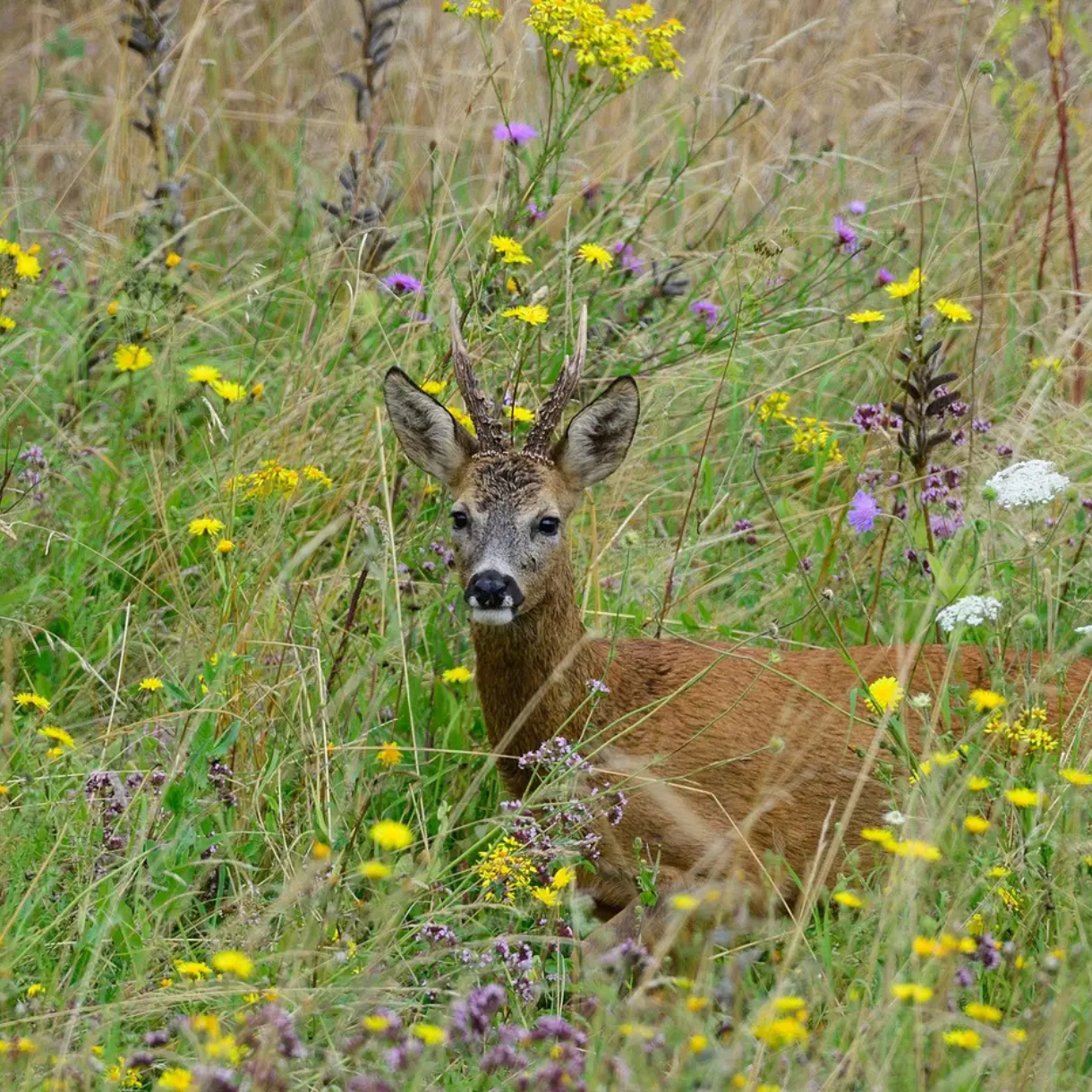 Vildtager med r�dyr &ndash; blomstrende mark med gule og lilla blomster tiltr�kker hjortevildt