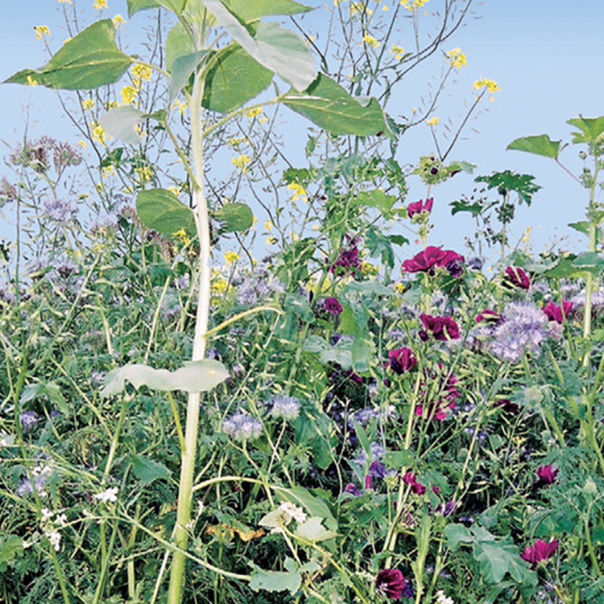 Blomstrende vildtagerblanding &ndash; nektarplanter med gule blomster, tidsler og kl�ver til bier og hjortevildt