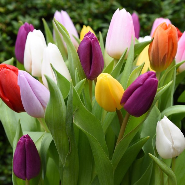 Tidlige forårs tulipaner 500 stk. - Storkøb - Blomsterblandinger