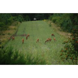 Den hrdfre vildtagerblanding 10 kg  Flerrig