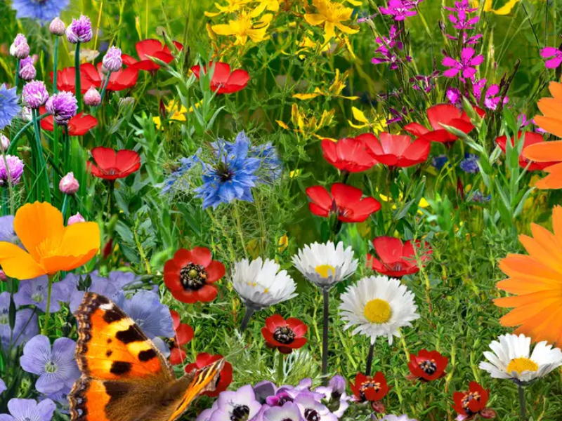 Forside blomsterblandinger.dk - blomster og sommerfugl