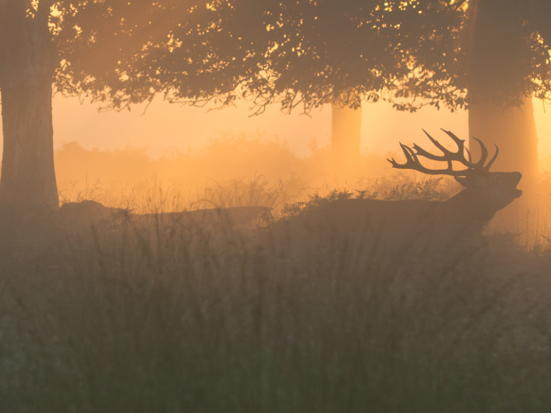 To kronhjorte der br�ler en morgen eller aften stund