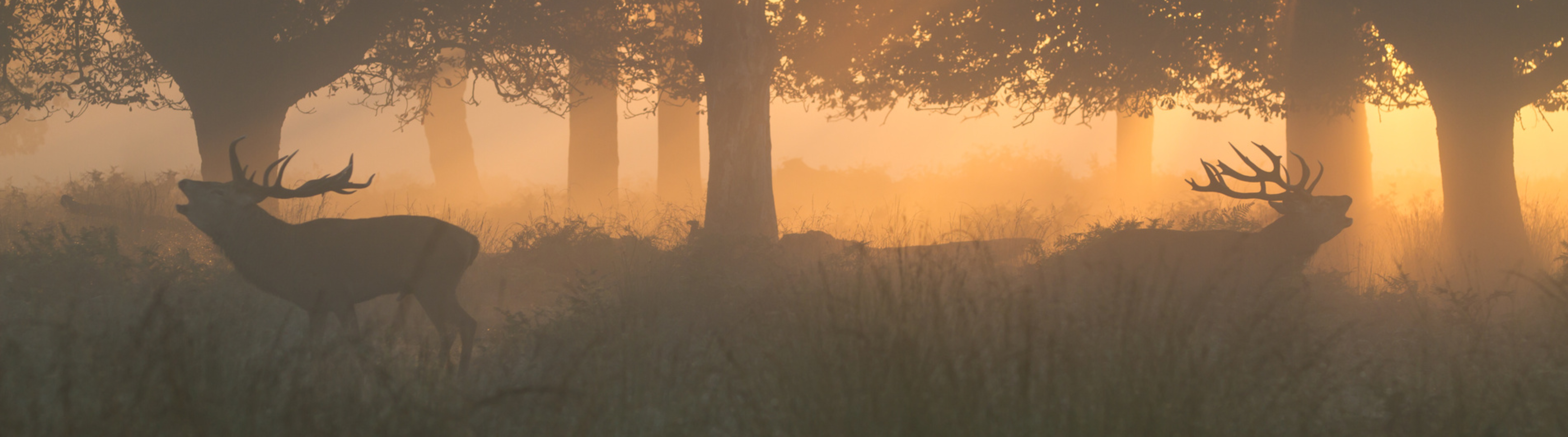 VILDTFODRING MED OMTANKE