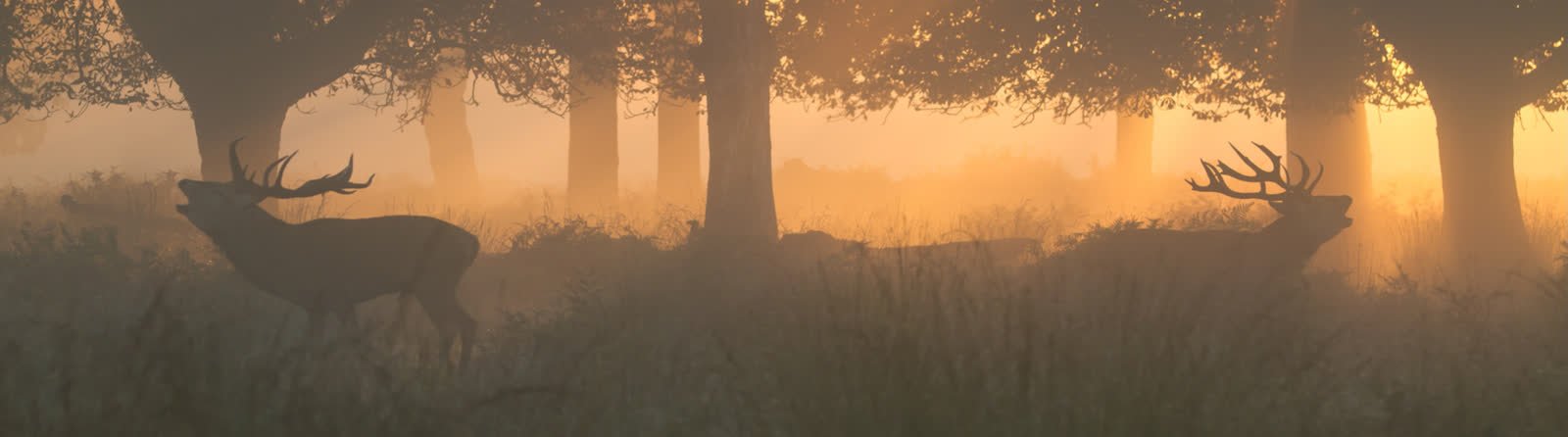To kronhjorte der br�ler en morgen eller aften stund