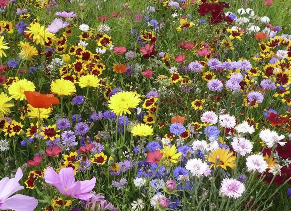 Blomsterblandinger