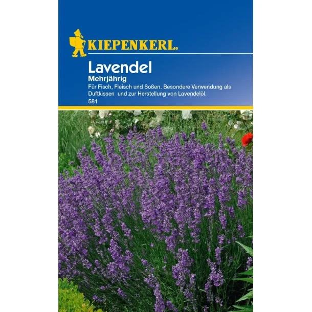 Lavendel flerrig 100 planter