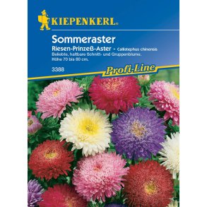 Sommerasters enrig 50 planter