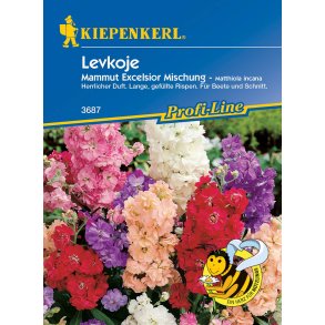 Levkoj enrig 50 planter