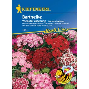 Studenter nellike flerrig 50 planter