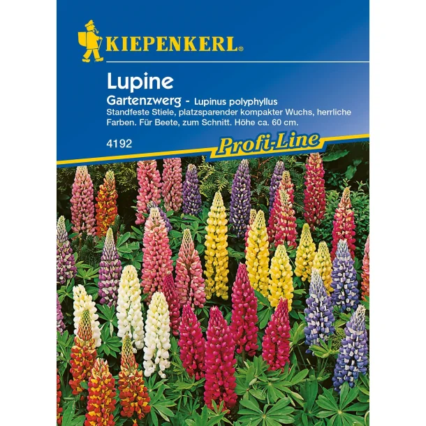 Lupin mix flerrig hjde 60 cm 20 planter