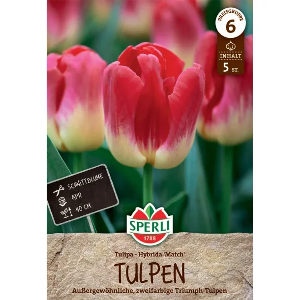 Tulipan Triumph Match 5 stk.