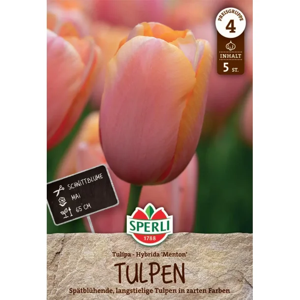 5 stk. tulipaner Menton.