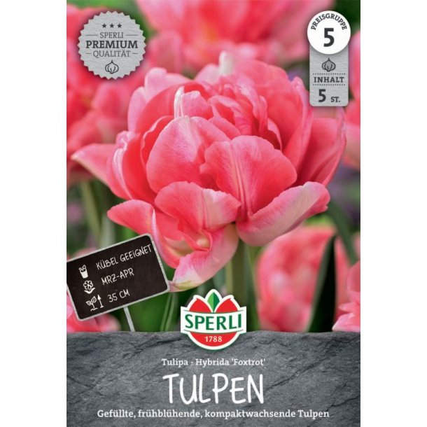 5 stk. tulipaner Hybrida Foxtrot
