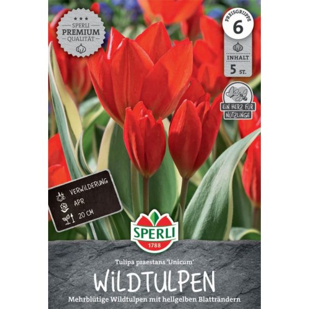 Vilde tulipaner 5 stk. Unicum