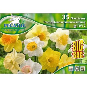 Bigbag Narcissen Trompetmix 35 stk.