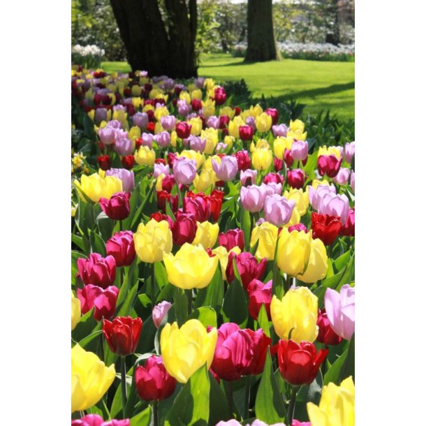 Blandede tulipan lg 100 stk. Tulpia /Hybrida