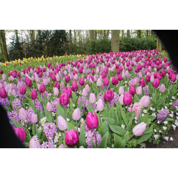 220 stk. tulipaner/anemoner/hyacinter  Forrs romantik 
