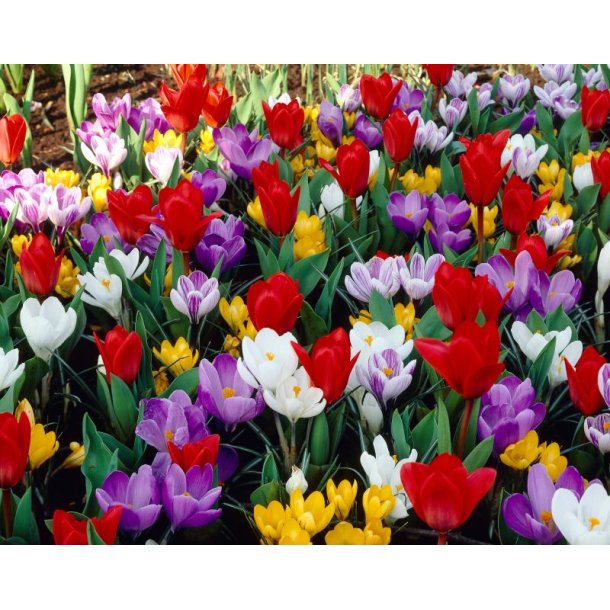 Pragtfulde forrsfarver tulipaner og krokus 250 stk.