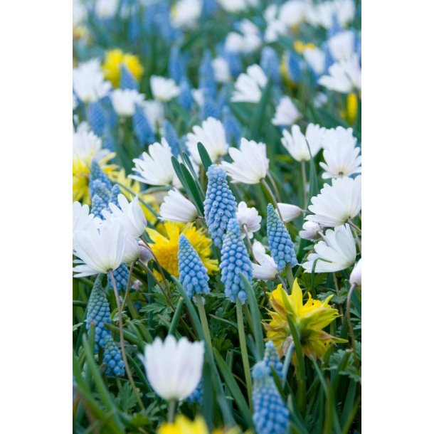 Forrsblanding 500 stk . bl - hvid - gul  -pskeliljer - anemoner - hyacinter