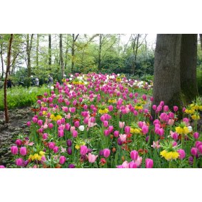 Forskellige tulipaner og kaiserkroner 150 stk