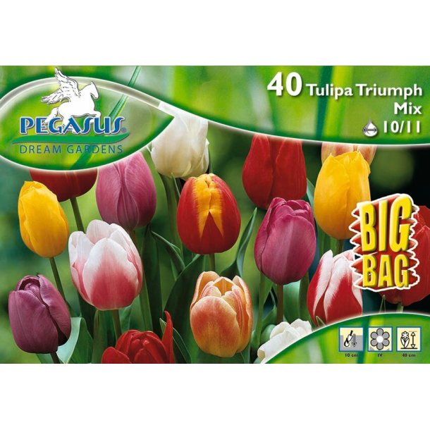 BIGBAG Triumph tulipan mix 40 stk.