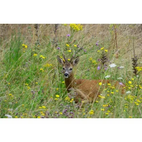 Natur levested alle dyrearter  1,5 kg    rkker til 1200 m2