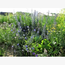 VILD blomster landskab insekter 1 kg fler�rig