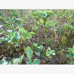 Universal efter�r - vinter vildtagerblanding 10 kg en�rig 