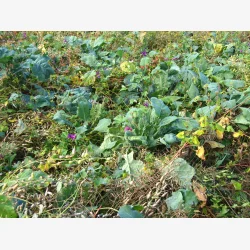 Universal efter�r - vinter vildtagerblanding 10 kg en�rig 