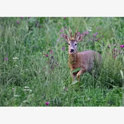 S�rdeles attraktiv blanding til alt hjortevildt 10 kg fler�rig NYHED