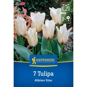7 tulipaner Albion Star