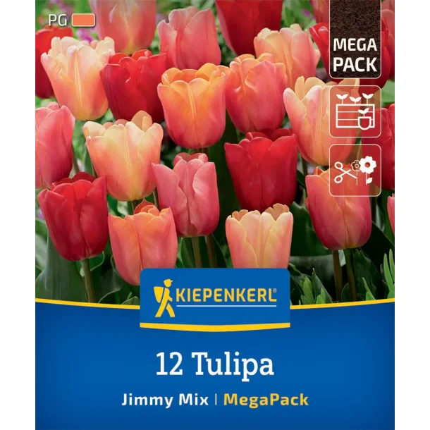 12 Tulipaner Jimmy Mix