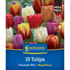  19 Tulipaner Triumph mix