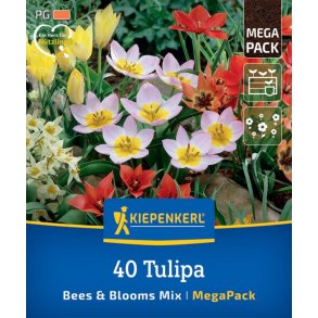 40 stk. tulipaner Bees / Blooms