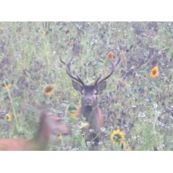 Blomstrende vildtagerblanding 10 kg. 1 til 2 rig  