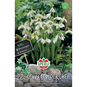 Vintergkker Maria Ikaria