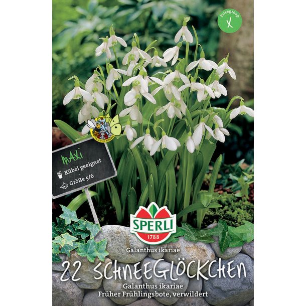 Vintergkker Maria Ikaria