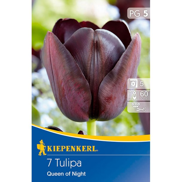 Tulipan 7 stk. Queen of the Night