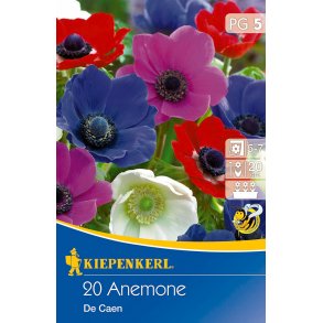 20 stk. Anemoner De Caen