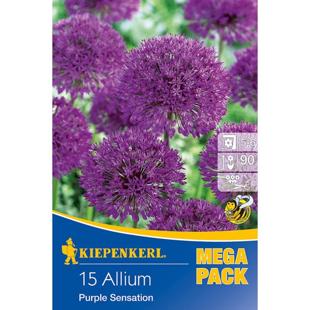 Allium  Purple Sensation  15 stk. klik for info