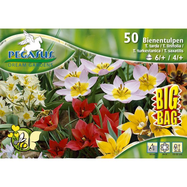50 stk. sm vilde tulipaner til bier