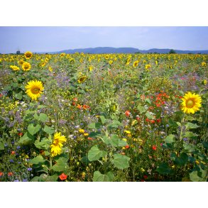 Vild blomster landskab insekter fler�rig 1 kg   1000 m2
