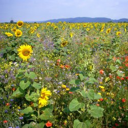 Vild blomsterlandskab insekter flerrig 0,5 kg. 500 m2