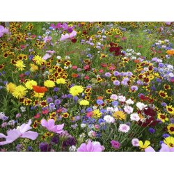 Den hurtige blomsterblanding 90 till 110 m2  