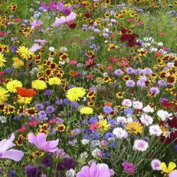 Den hurtige blomsterblanding 90 till 110 m2  
