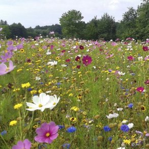 Den landlige blomsterblanding  90 til 110 m2 
