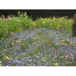 Insekternes paradis 0,250 kg torig 75-100 m2