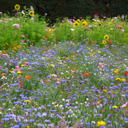 Insekternes paradis 0,250 kg torig 75-100 m2