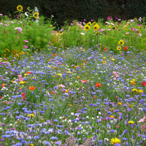 Insekternes paradis 0,250 kg torig 75-100 m2 